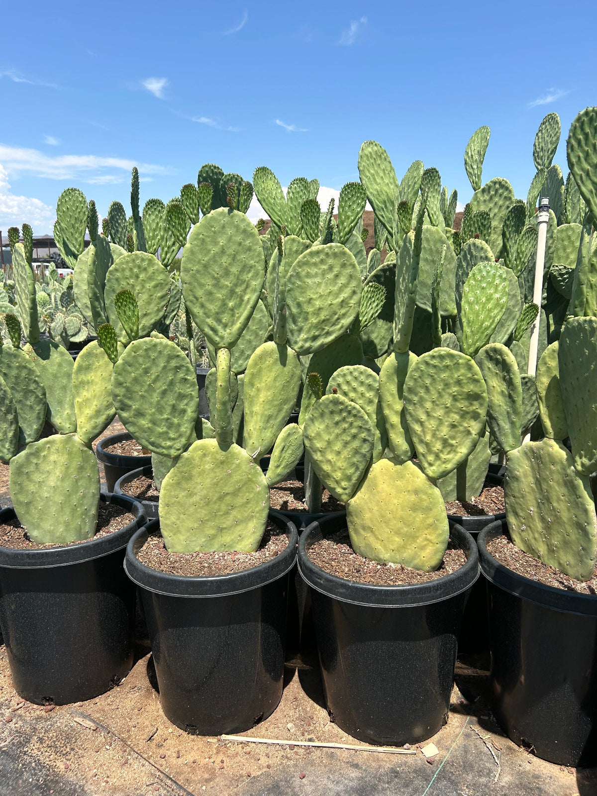 Spineless Prickly Pear