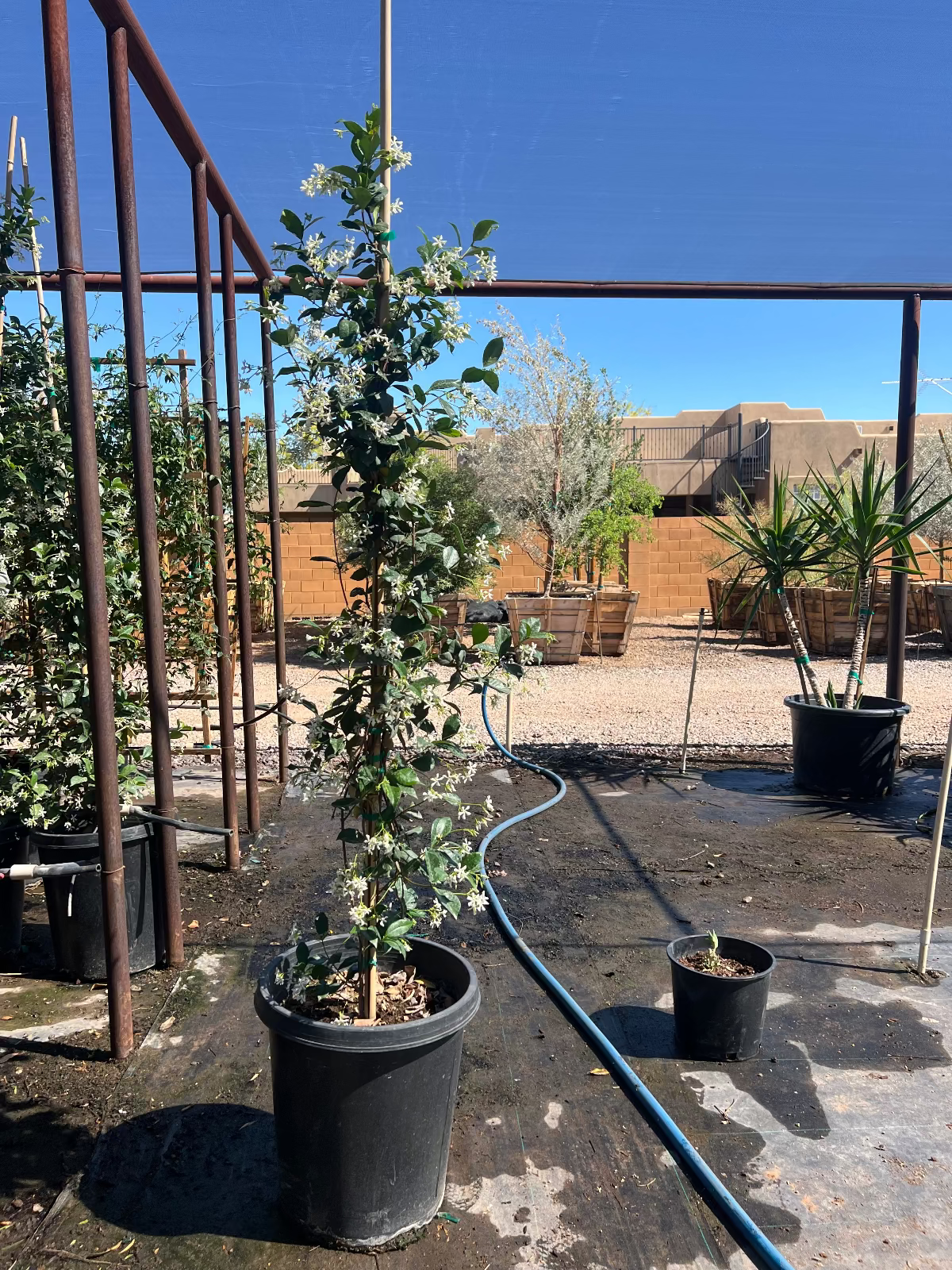 Star Jasmine Bush Staked