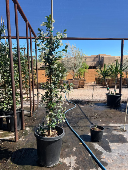 Star Jasmine Bush Staked
