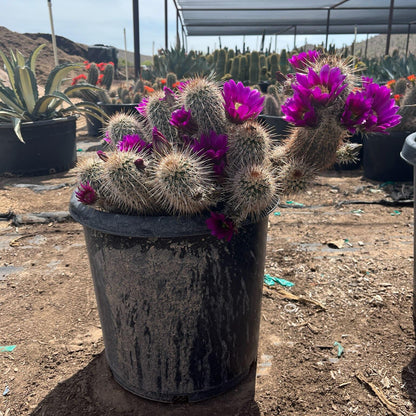 15 gallon Strawberry Hedgehog Cactus (Echinocereus stramineus) with magenta blooms in nursery pot — Phoenix, AZ