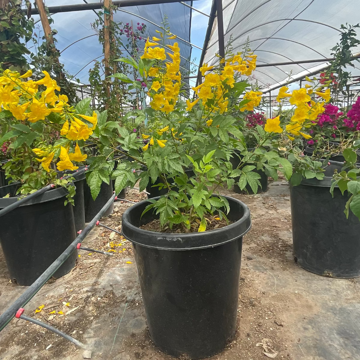 arizona plants for pots Buy Yellow Bells Phoenix, AZ | Tecoma stans