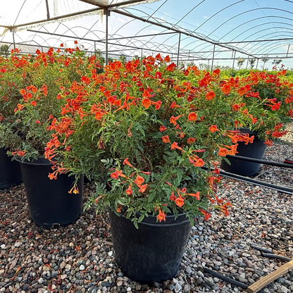 15 gallon Bells of Fire (Tecoma) with red-orange blooms in nursery pots — Phoenix, AZ