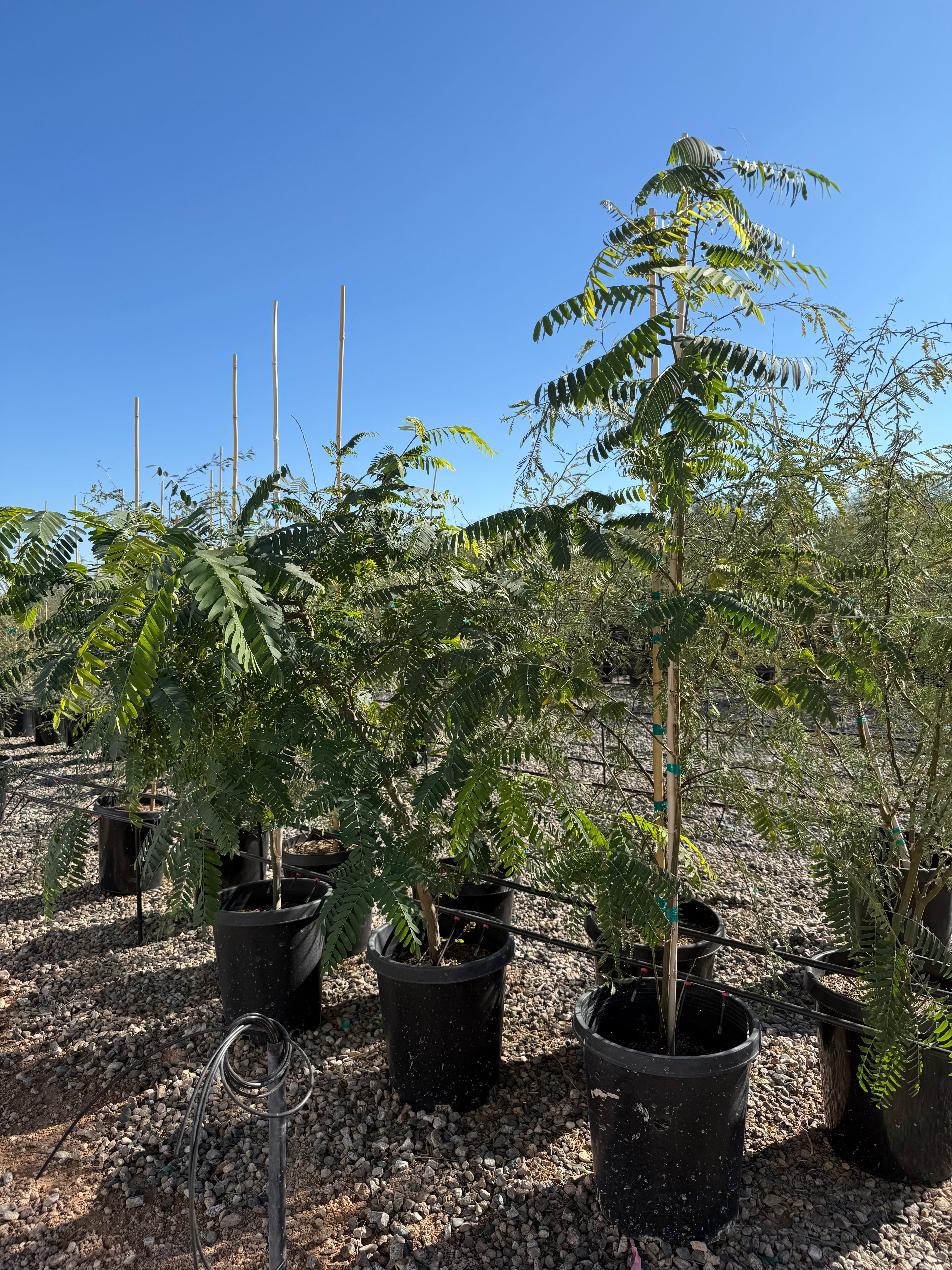15 gallon Tipu Tree (Tipuana tipu) in black nursery pots at Three Timbers — Phoenix, AZ