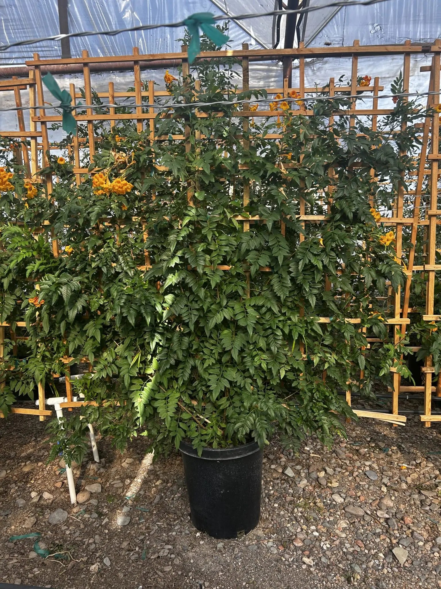 Orange Jubilee Espalier
