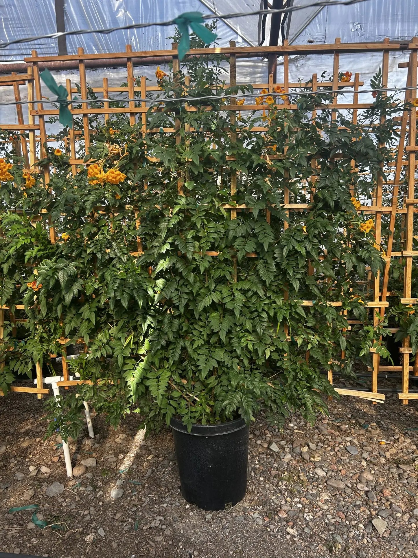 Orange Jubilee Espalier