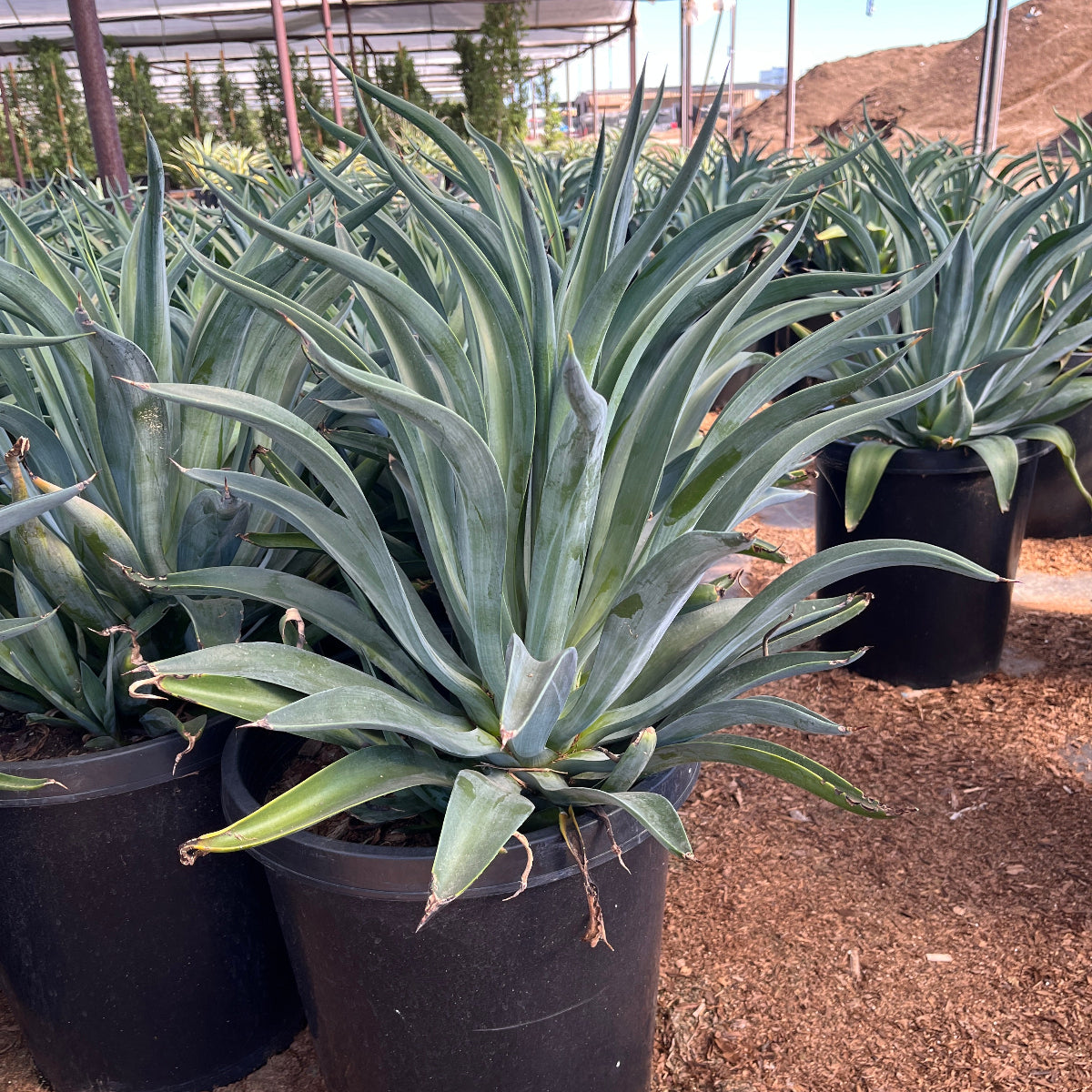 Tropical Agave