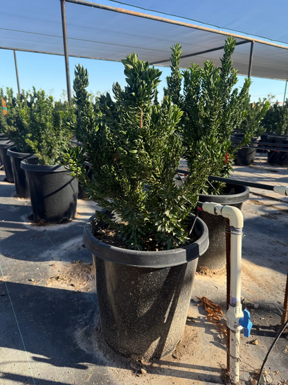 Roman Myrtle (twisted)