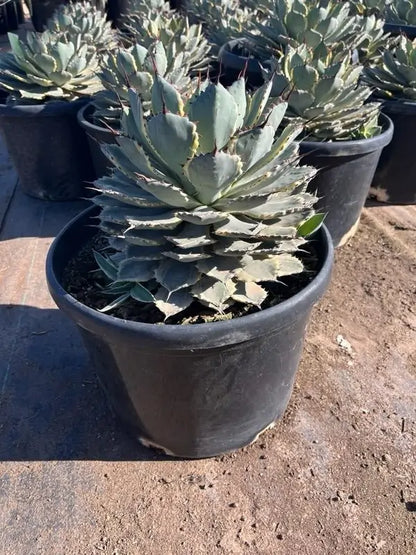 15 gallon Variegated Dwarf Butterfly Agave (Agave potatorum) mature specimen in nursery — Phoenix, AZ