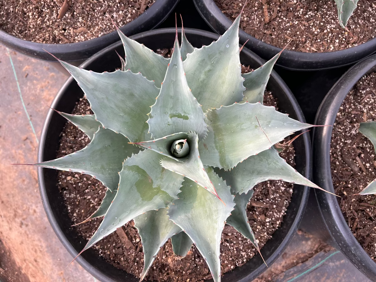 Whale's Tongue Agave