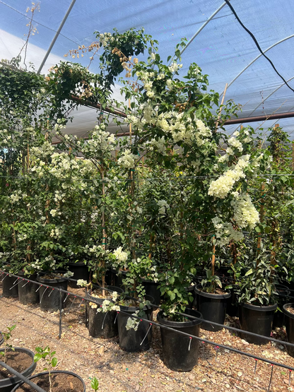 Bougainvillea White-Staked