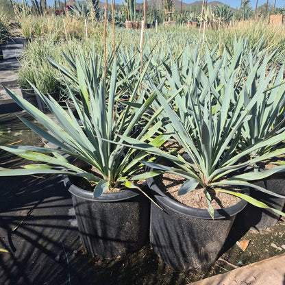 15 gallon Pale Leaf Yucca (Yucca pallida) blue-green rosettes in nursery pots — Phoenix, AZ