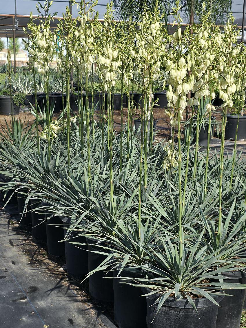 Yucca Silver Anniversary