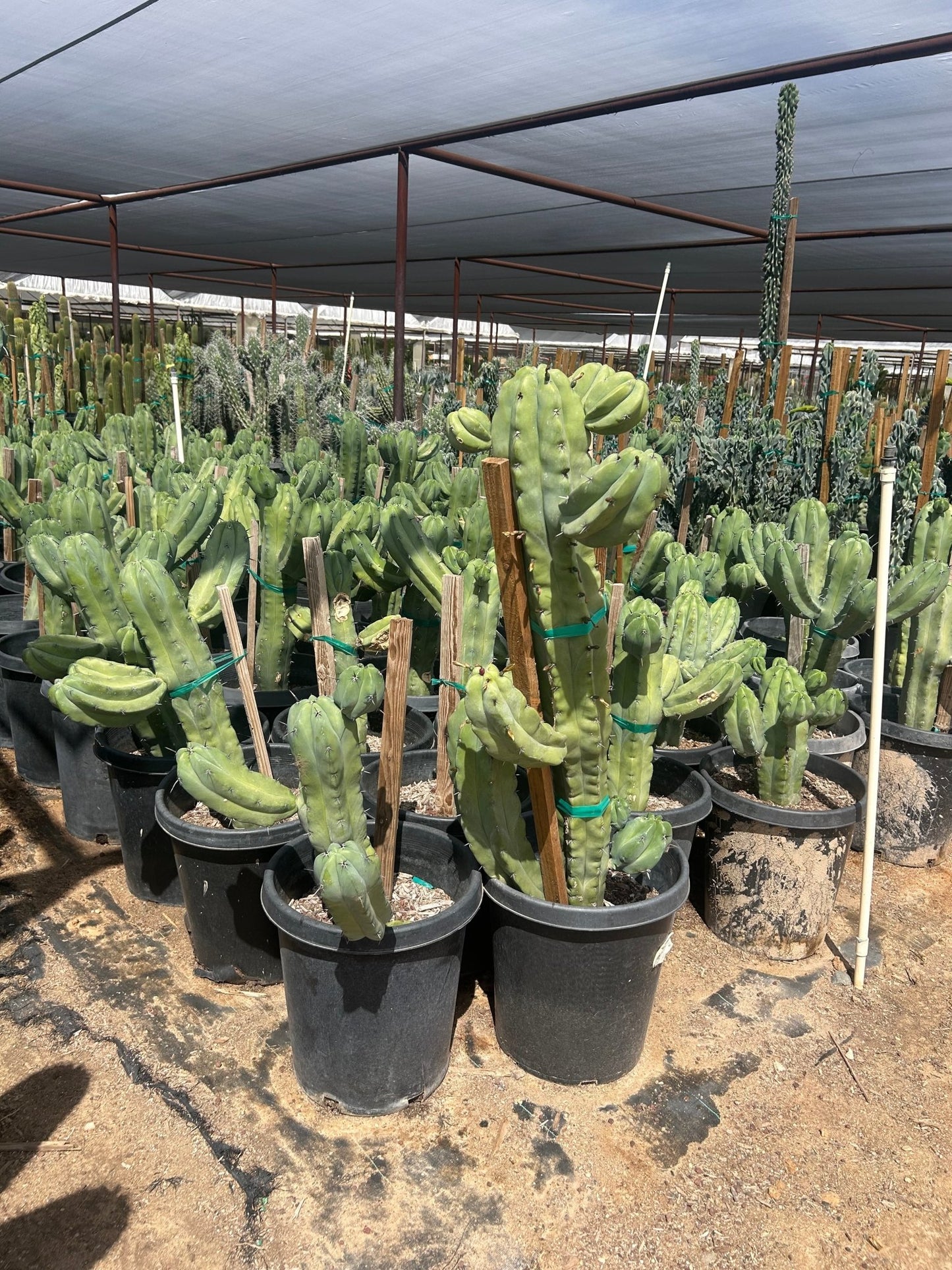 15 gallon Blue Crape Myrtle (Lagerstroemia indica) in nursery pot — Phoenix, AZ