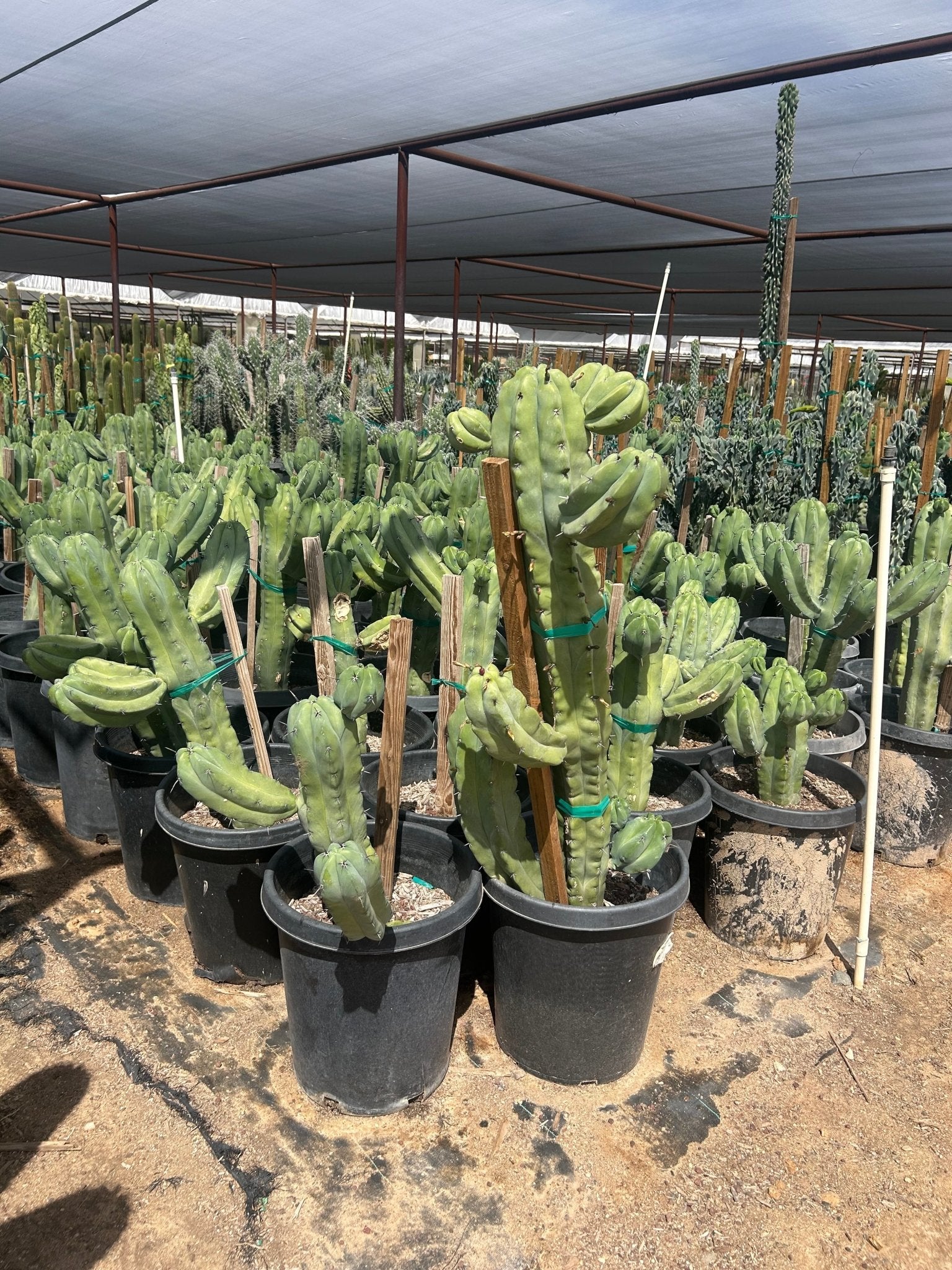 15 gallon Blue Crape Myrtle (Lagerstroemia indica) in nursery pot — Phoenix, AZ