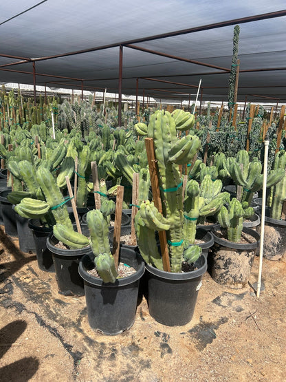 15 gallon Blue Crape Myrtle (Lagerstroemia indica) in nursery pot — Phoenix, AZ