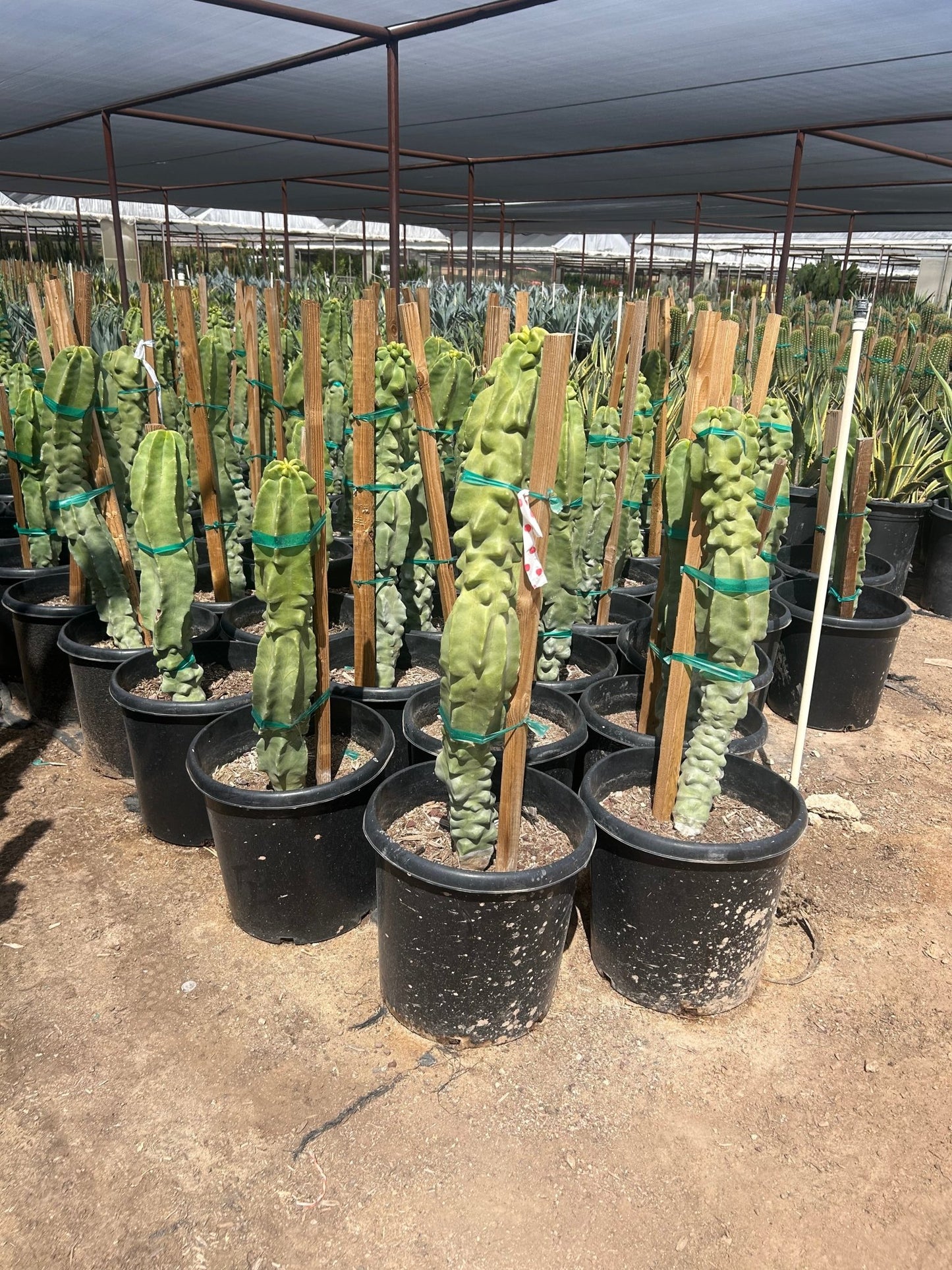 15 gallon Totem Pole Cactus (Lophocereus schottii f. monstrosus) in nursery pot — Phoenix, AZ
