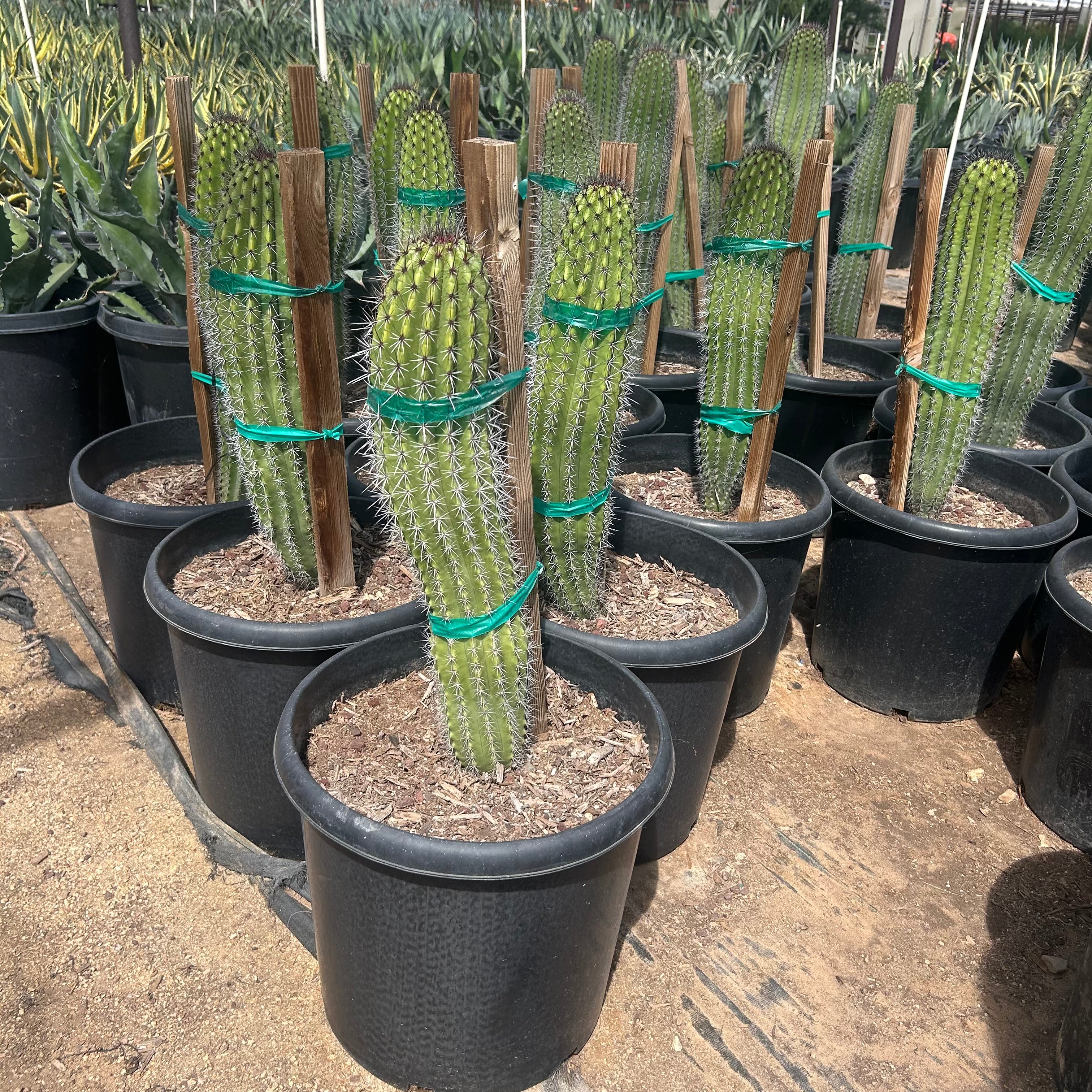 15 gallon Organ Pipe Cactus (Stenocereus thurberi) in nursery pot — Phoenix, AZ