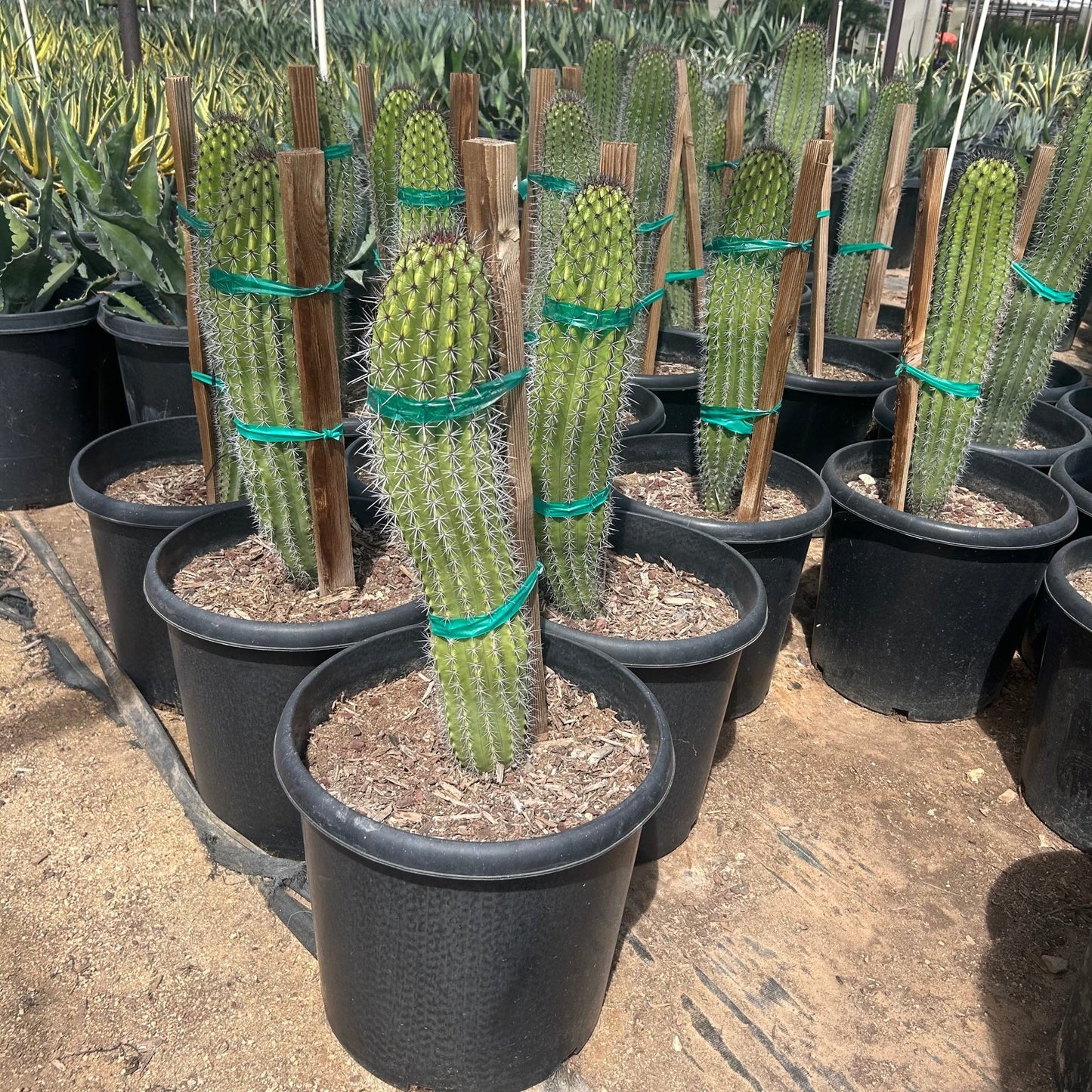 15 gallon Organ Pipe Cactus (Stenocereus thurberi) in nursery pot — Phoenix, AZ