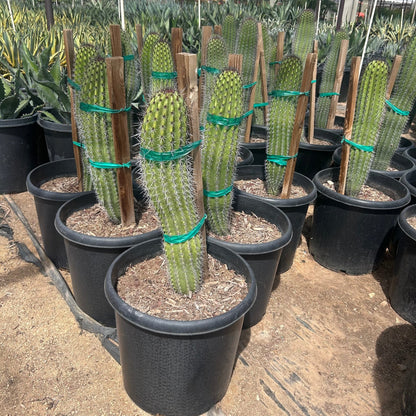 15 gallon Organ Pipe Cactus (Stenocereus thurberi) in nursery pot — Phoenix, AZ