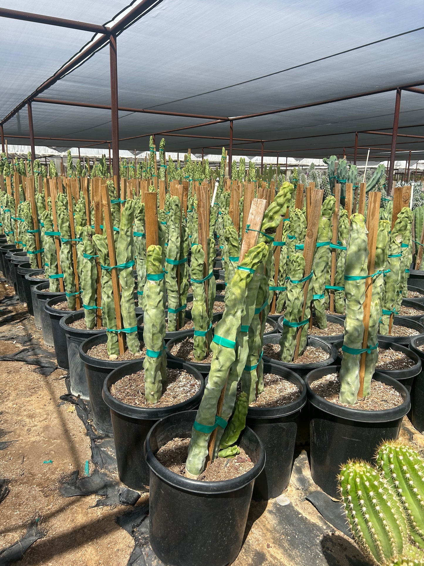 15 gallon Totem Pole Cactus (Lophocereus schottii f. monstrosus) in nursery pot — Phoenix, AZ