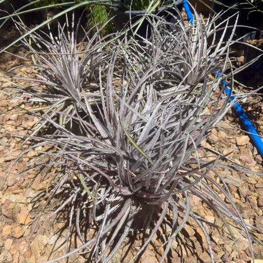 Burgundy Ice Dyckia