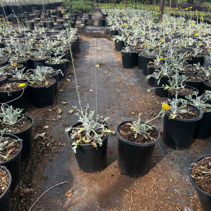 1 gallon Desert Marigold (Baileya multiradiata) plants in black nursery pots at Phoenix, AZ nursery