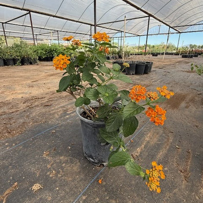Radiation Lantana