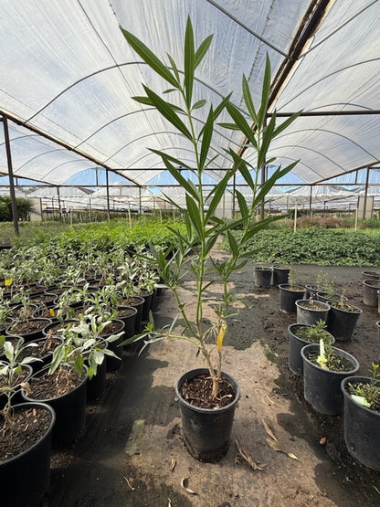 Petite Pink Oleander