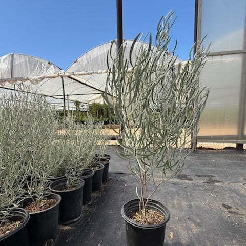 1 gallon Silvery Cassia (Cassia phyllodinea) with silver-blue foliage in nursery — Phoenix, AZ