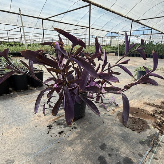 1 gallon Trailing Purple Heart (Tradescantia pallida) in nursery pot at greenhouse — Phoenix, AZ