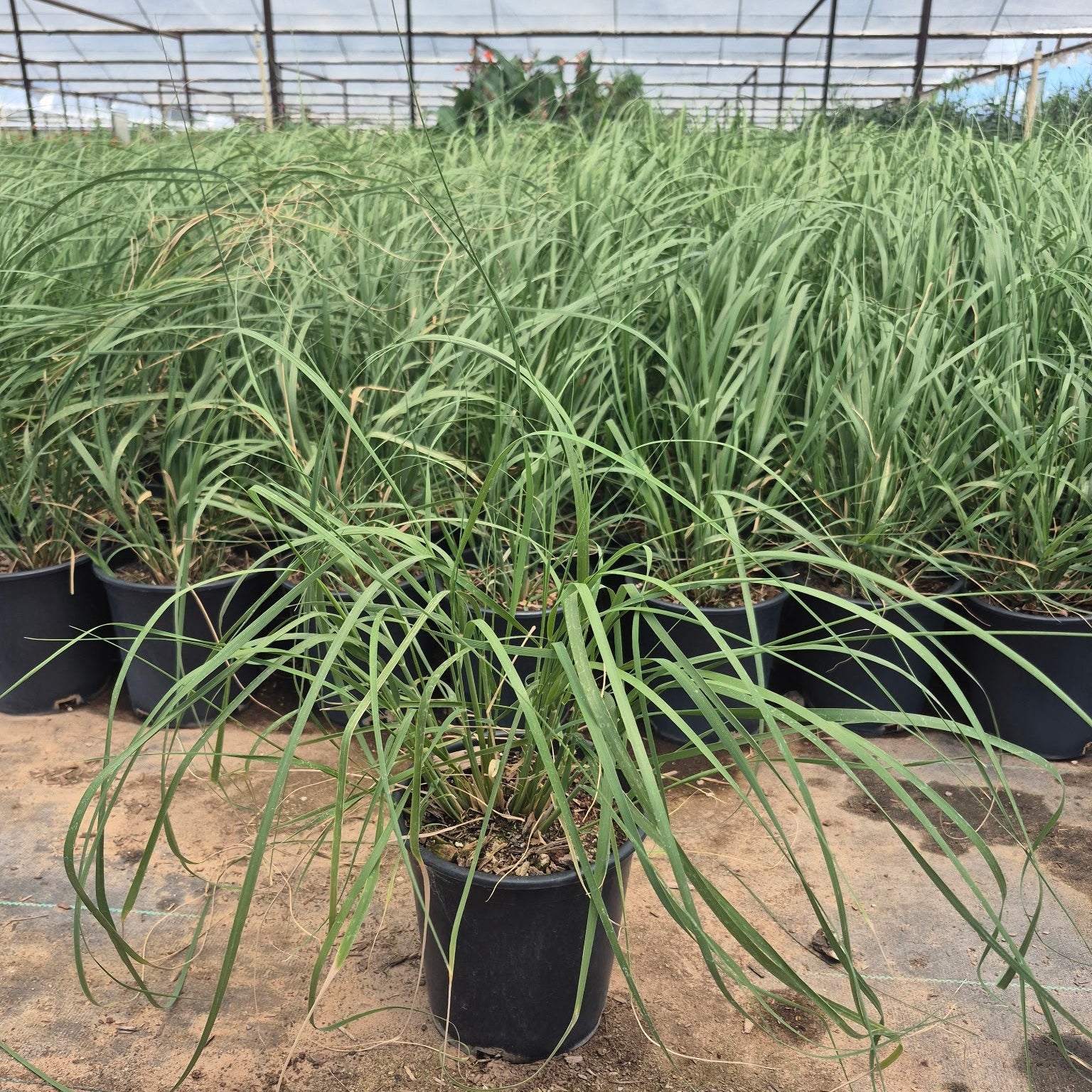 Buy Deer Grass Phoenix, AZ | Muhlenbergia rigens | Three Timbers