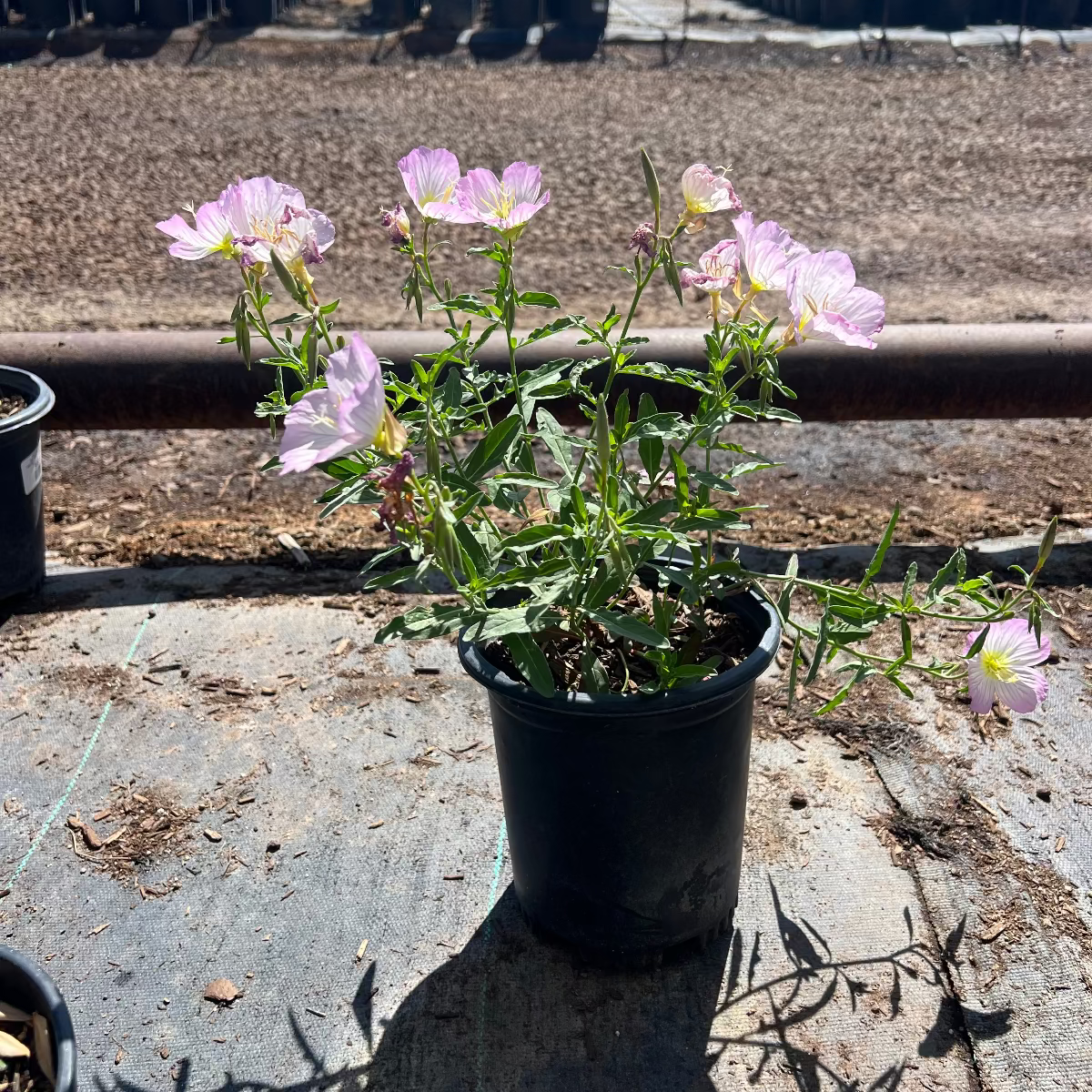 Mexican Evening Primrose