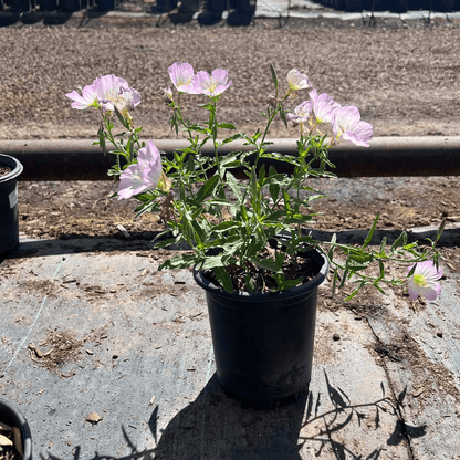 Mexican Evening Primrose 1 gallon