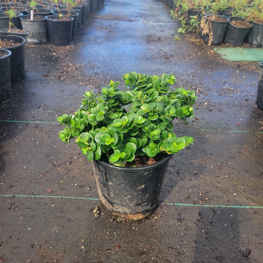 Green Carpet Natal Plum