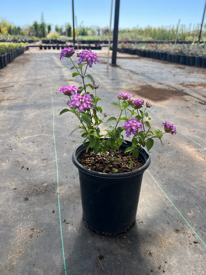 Purple Trailing Lantana