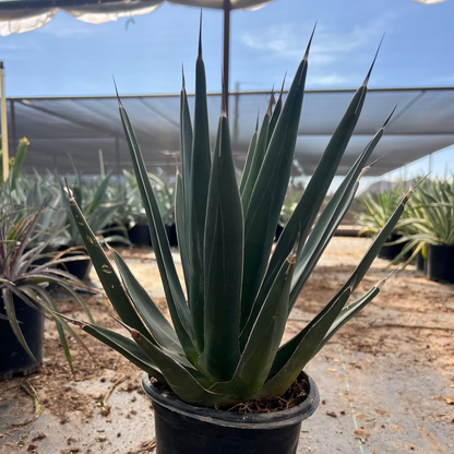 1 gallon Shark Tooth Agave (Agave x nickelsiae) with toothed leaves in nursery pot — Phoenix, AZ