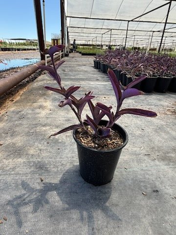 best pot for purple heart plant Buy Purple Heart Phoenix, AZ | Tradescantia pallida