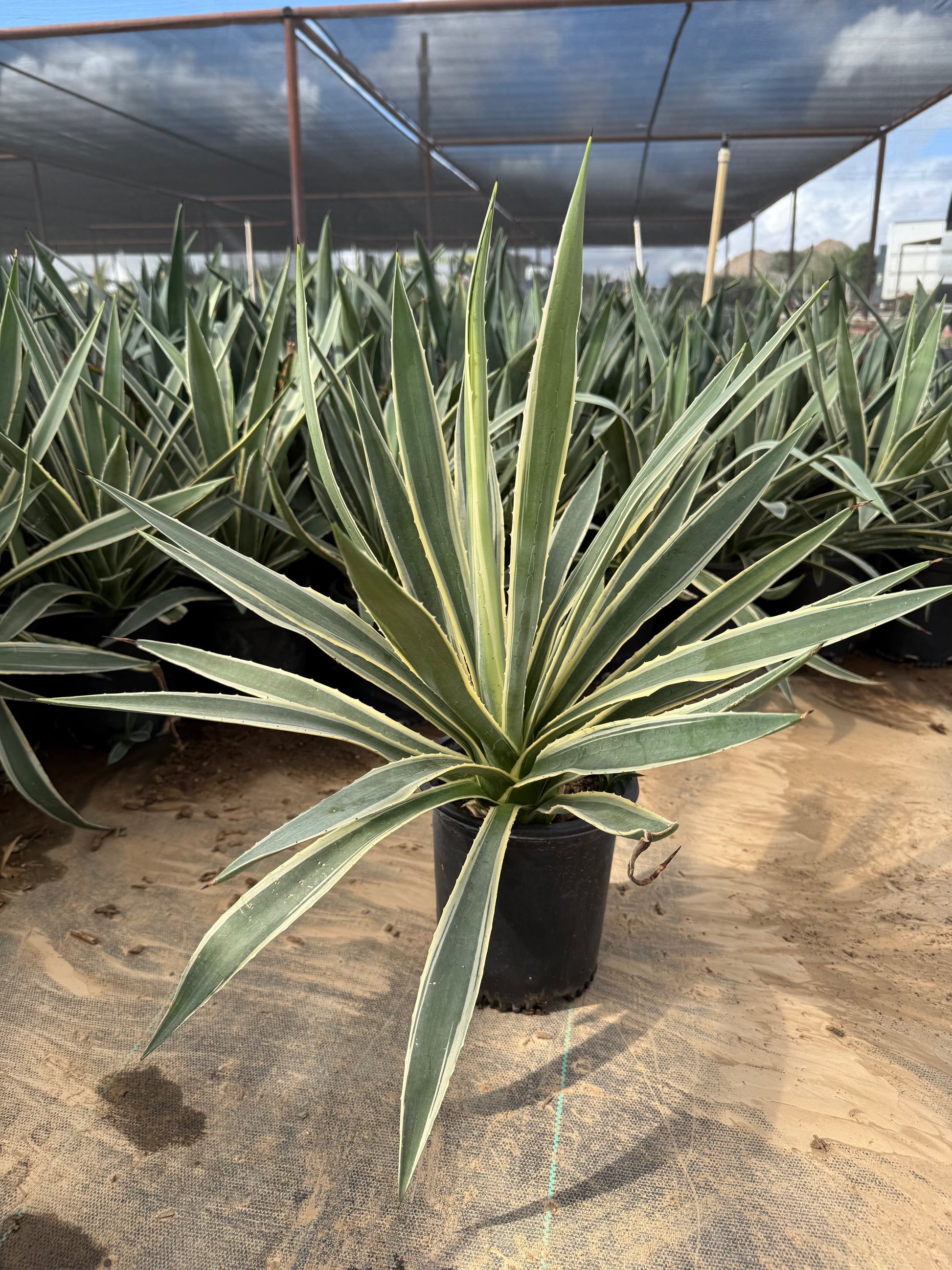 narrow pot plants Buy Narrow Leaf Agave Phoenix, AZ | A. angustifolia
