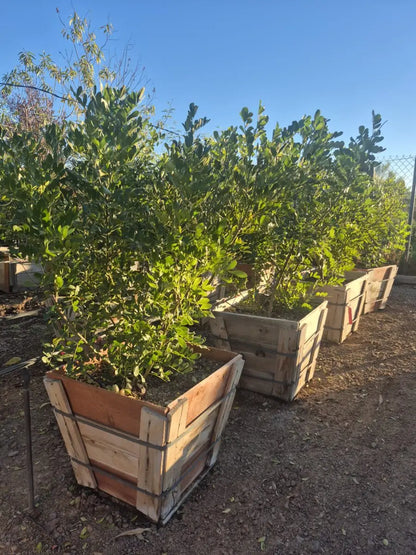 20 inch Texas Mountain Laurel (Sophora secundiflora) trees in wood crates at nursery — Phoenix, AZ