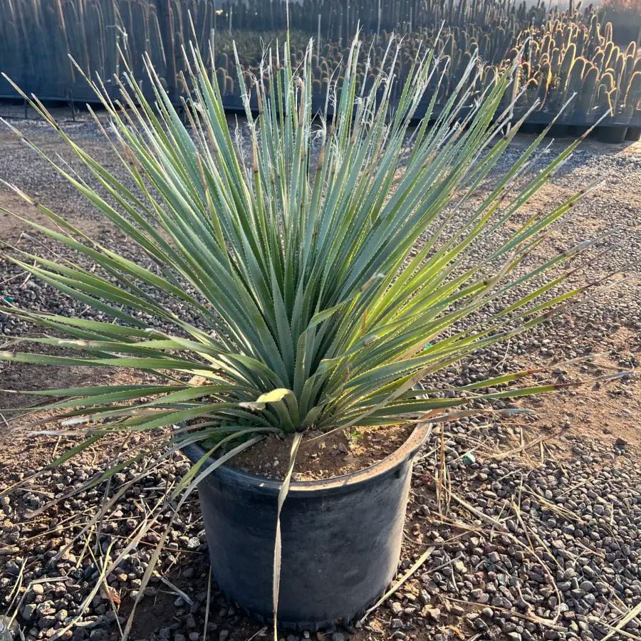 25 gallon Desert Spoon (Dasylirion wheeleri) with silvery-green starburst leaves in large nursery pot — Phoenix, AZ