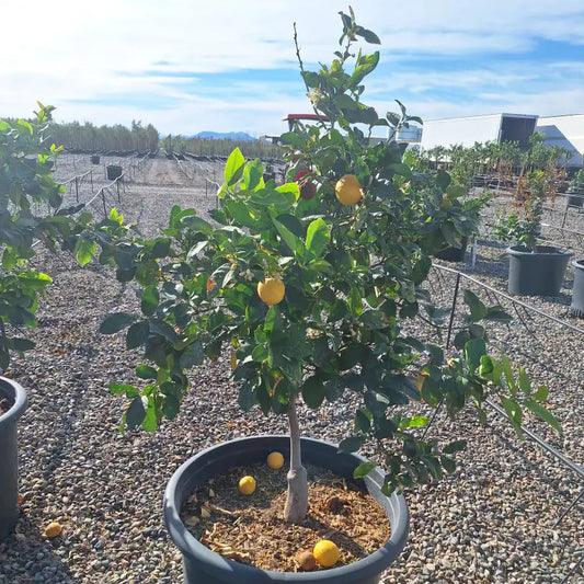 25 gallon Lisbon Lemon Tree (Citrus limon) with ripe lemons in nursery pot — Phoenix, AZ