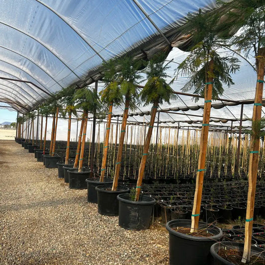 Rows of 25 gallon Jacaranda trees staked in black nursery pots inside greenhouse at Three Timbers Phoenix AZ