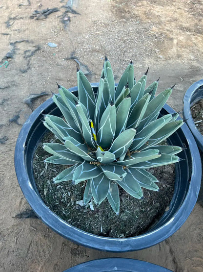 25 gallon King Ferdinand Agave (Agave nickelsiae) compact rosette in blue pot — Phoenix, AZ