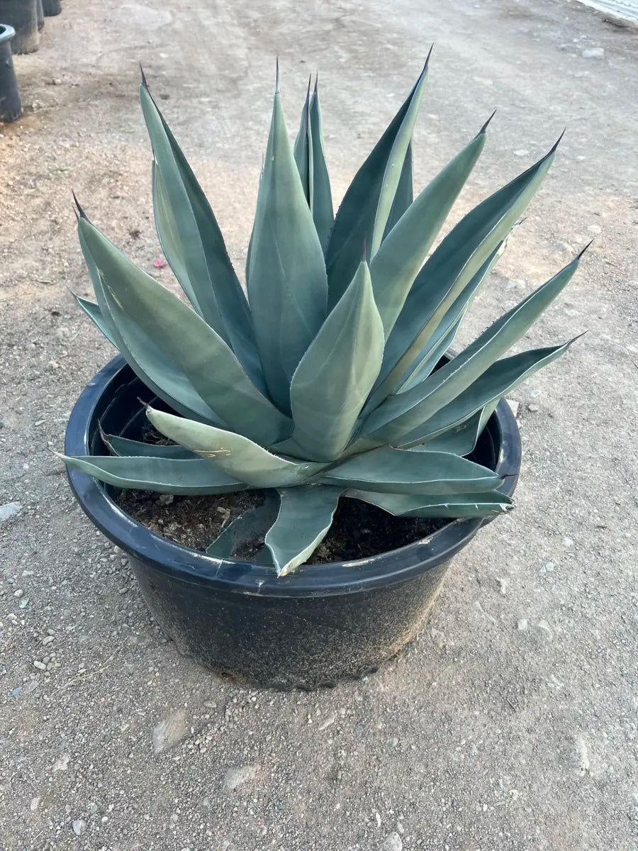 Buy Sharkskin Agave Phoenix, AZ | Agave 'Sharkskin' | Three