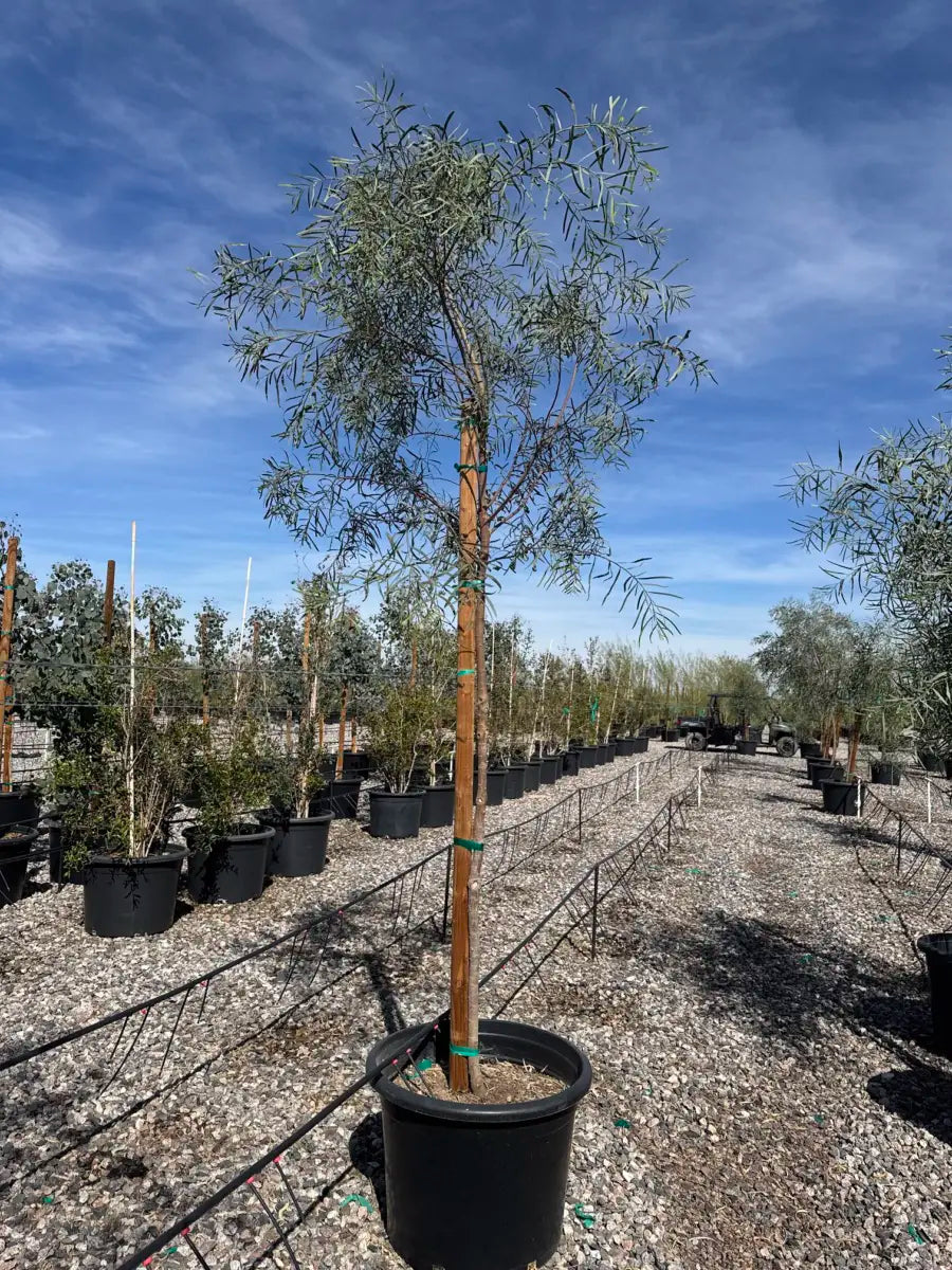 25 gallon Willow Acacia (Acacia salicina) single tree in black nursery pot — Phoenix, AZ