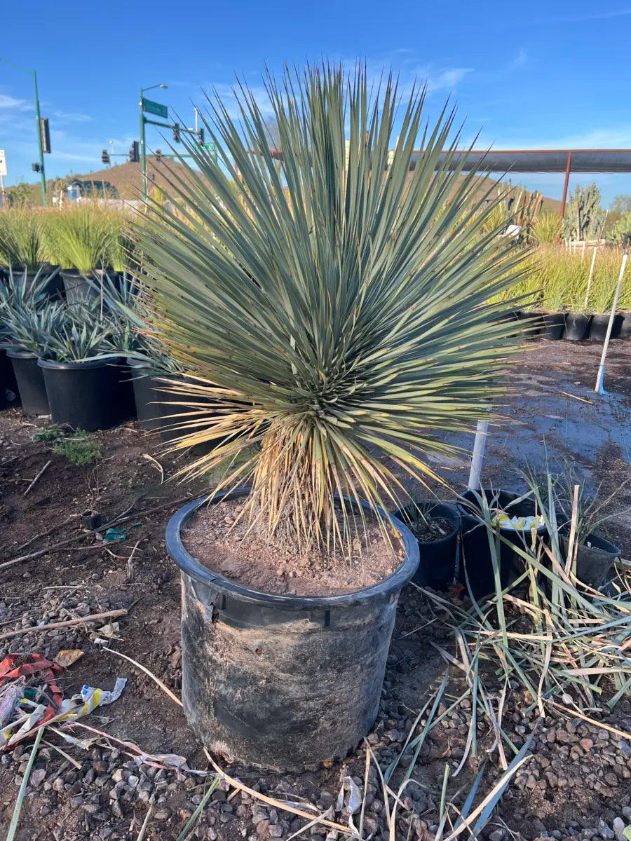 25 gallon Beaked Yucca (Yucca rostrata) with developed trunk in nursery — Phoenix, AZ