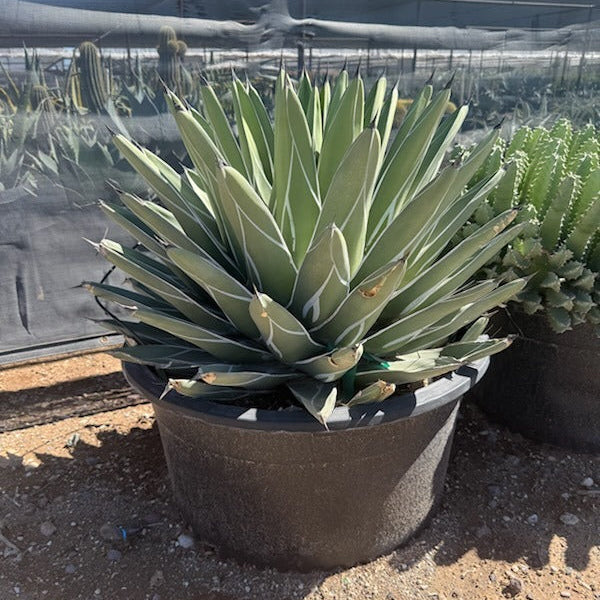 King Ferdinand Agave