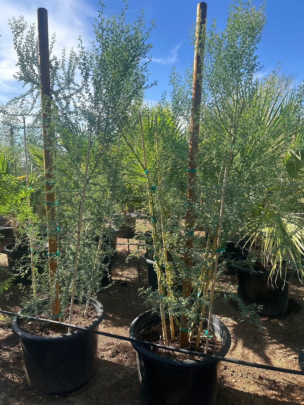 Blue Palo Verde