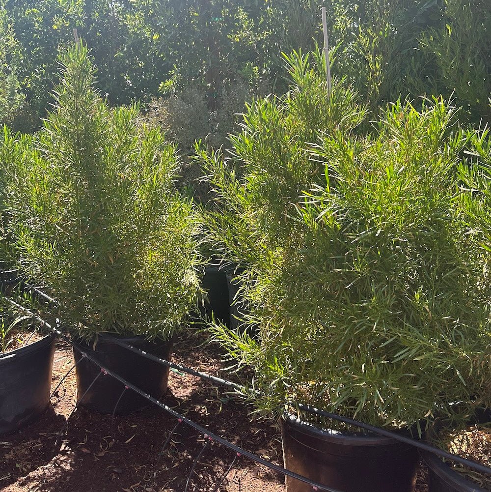 hedge plants for pots Buy Green Hopseed Bush Phoenix, AZ | Dodonaea viscosa