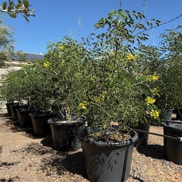 birds of paradise potting mix Buy Mexican Bird of Paradise Phoenix, AZ | Caesalpinia